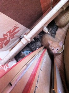 Прешлось потревожить малышей ради фото, но ничего страшного, сон у них здоровый